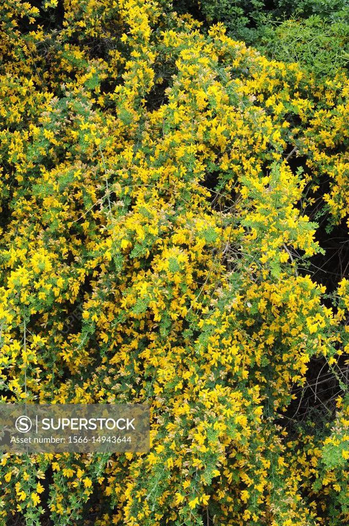 French broom or Montpellier broom (Teline monspessulana or Genista monspessulana or Cytisus monspessulanum) is a shrub native to western Mediterranean...
