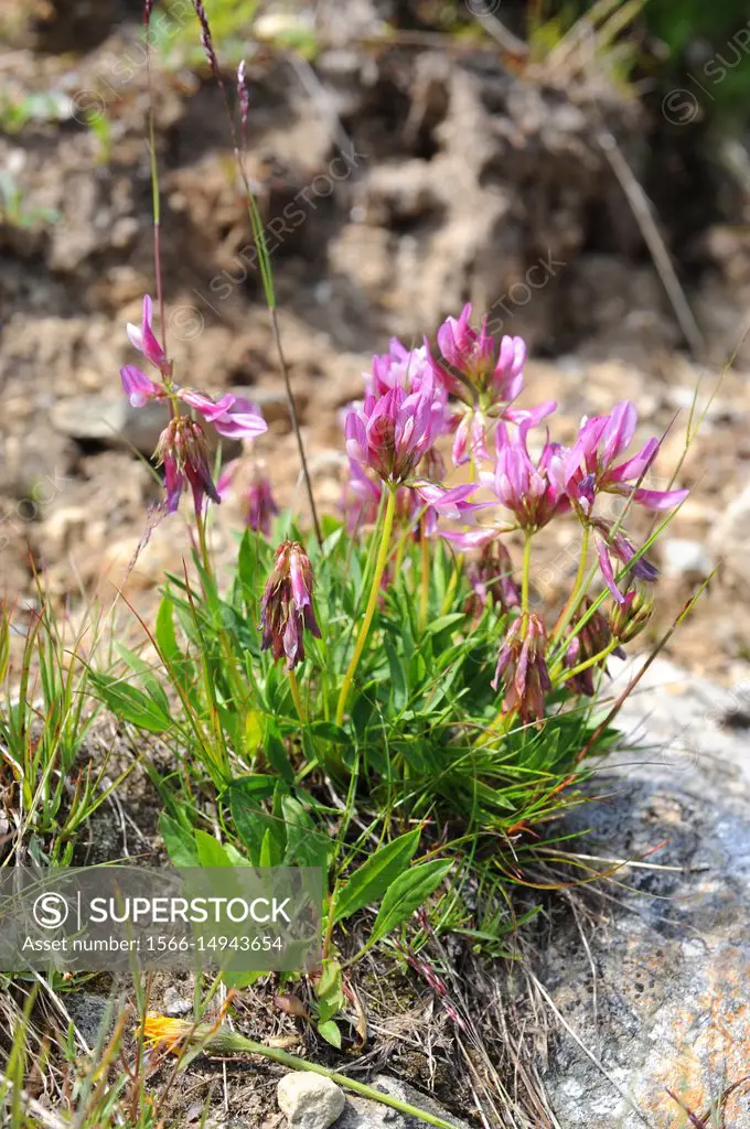 Alpine clover (Trifolium alpinum) is a perennial herb native to Europe mountains (Alps, Apennines, Pyrenees). This photo was taken in Valle de Aran, L...