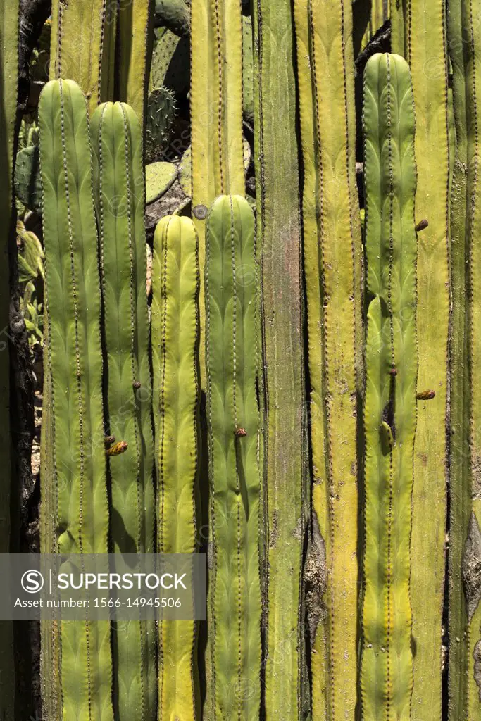 Cactus at the Ethnobotanical Garden at the church and former convent of Santo Domingo in Oaxaca City, Oaxaca, Mexico.  