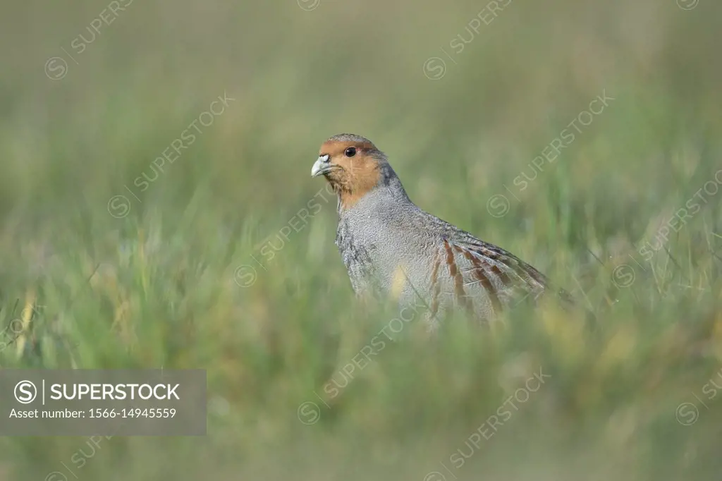 Grey Partridge / Rebhuhn ( Perdix perdix ), walking, sneaking through a meadow, watching carefully, rare bird of open fields and farmland, wildlife Eu...