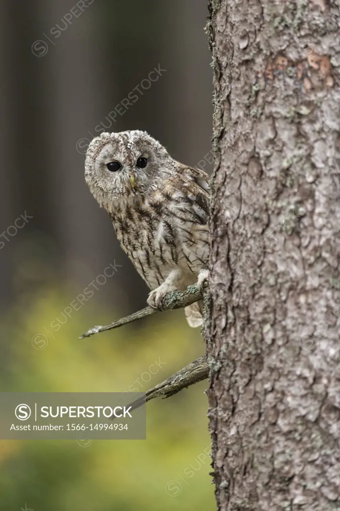 Tawny Owl( Strix aluco ) perched in a tree, bright eyes, watching, autumnal background, typical situation, view, Europe.