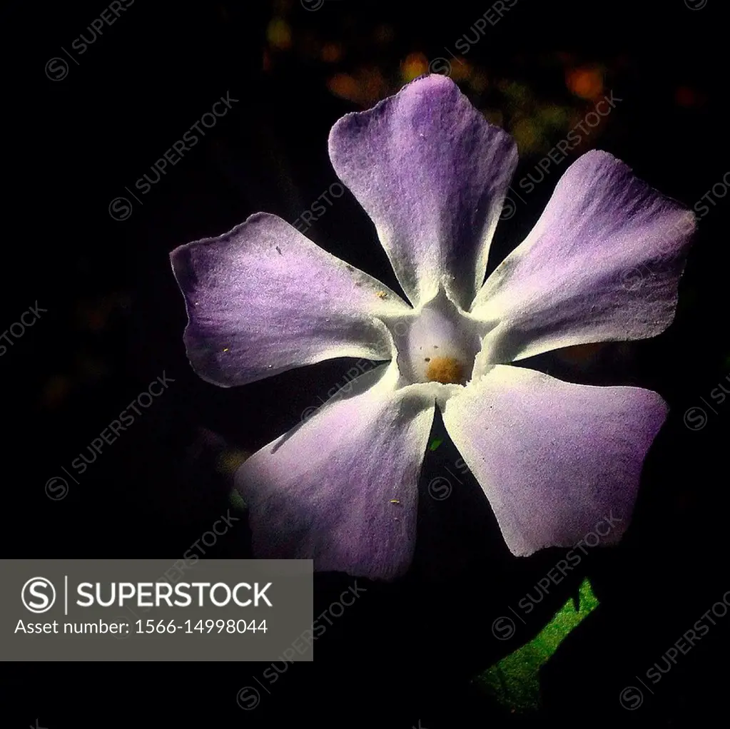 A Purple Flower With Five Petals An