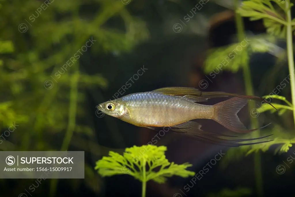 Threadfin rainbowfish (Iriatherina werneri)