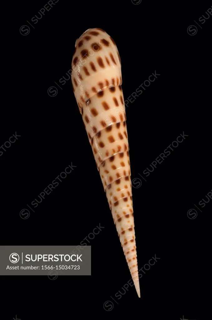 Seashell of Terebra areolata, Malacology collection, Spain, Europe.