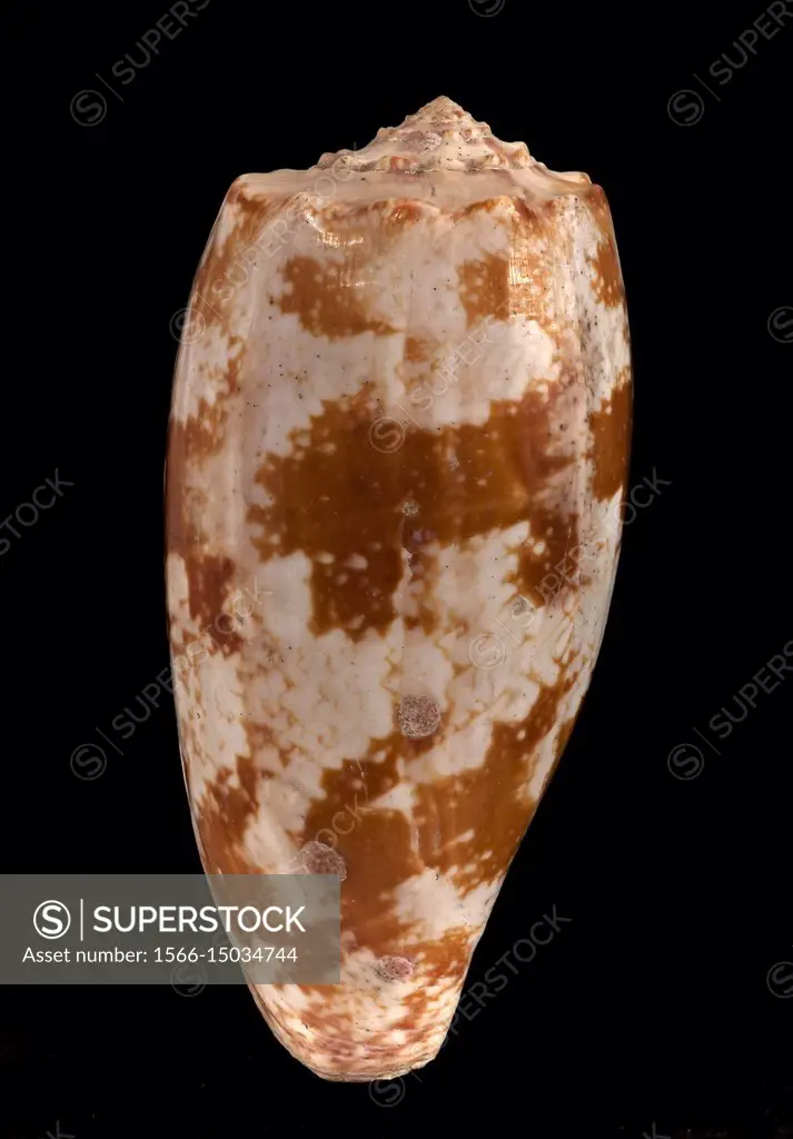 Seashell of a geographic cone snail (Conus geographus), Malacology collection, Spain, Europe.