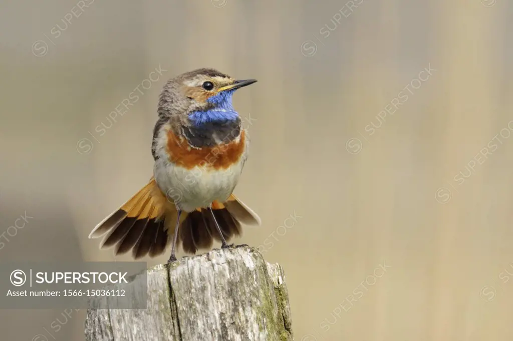White-spotted Bluethroat ( Luscinia svecica ), male bird, showing / spreading its beautiful tail feathers / plumage, wildlife, Europe.