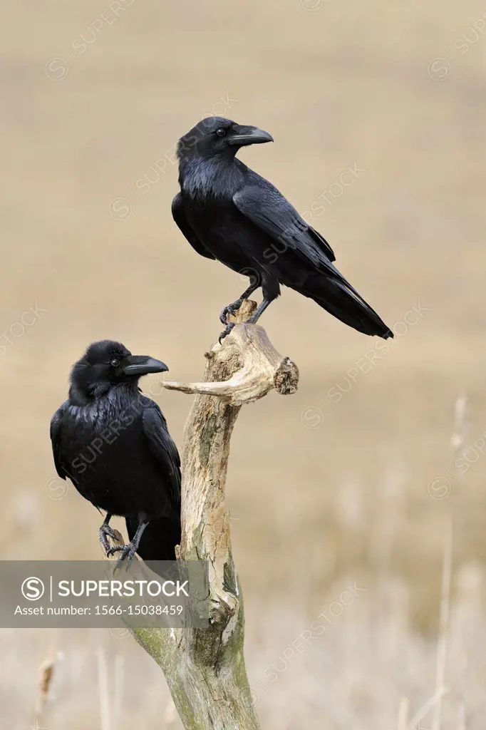 Common Raven (Corvus corax ), two together, perched on the rest of a rotten tree above reeds in wetland, turning heads, wildlife, Europe.