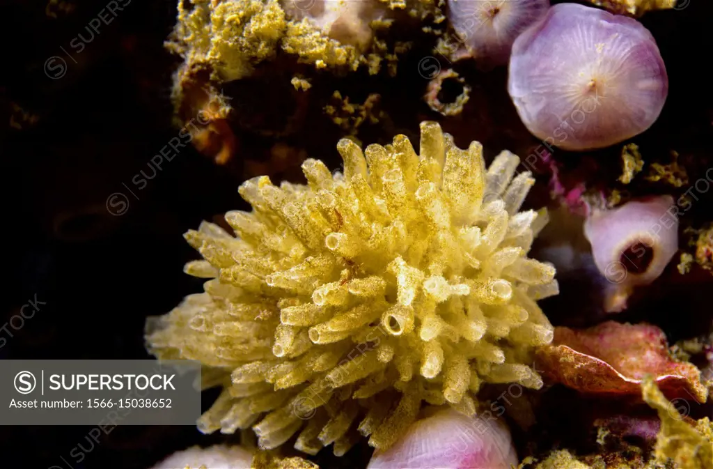 Sponge (Leucosolenia complicata). Eastern Atlantic. Galicia. Spain. Europe.