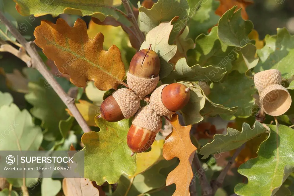 Downy oak or pubescent oak (Quercus pubescens or Quercus humilis) is a deciduous tree native to southern Europe and southwest Asia from Pyrenees to Tu...
