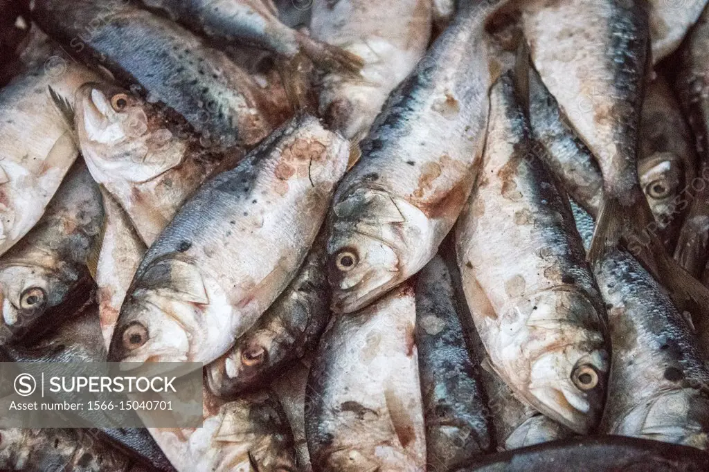Barrel of menhaden bait fish on the Potomac River near Fort Washington,  Maryland, USA. - SuperStock
