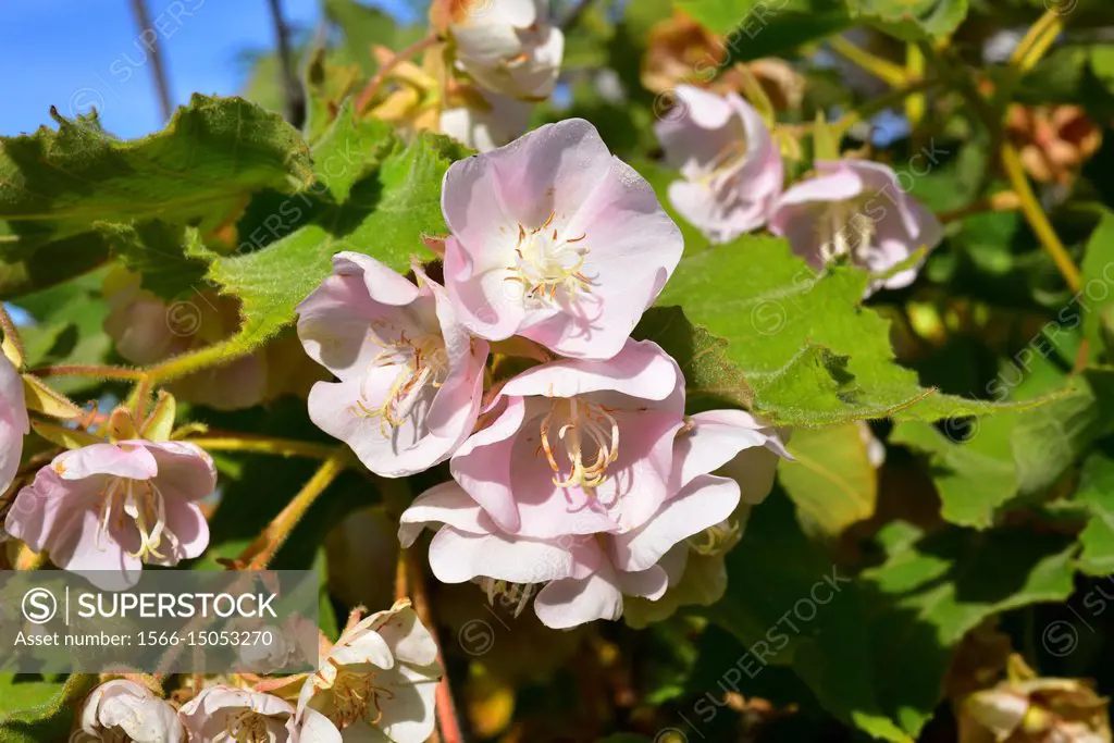 Pink wild pear (Dombeya burgessiae) is a big shrub or small tree native to Africa, from Tanzania to South Africa. Flowers and leaves detail.