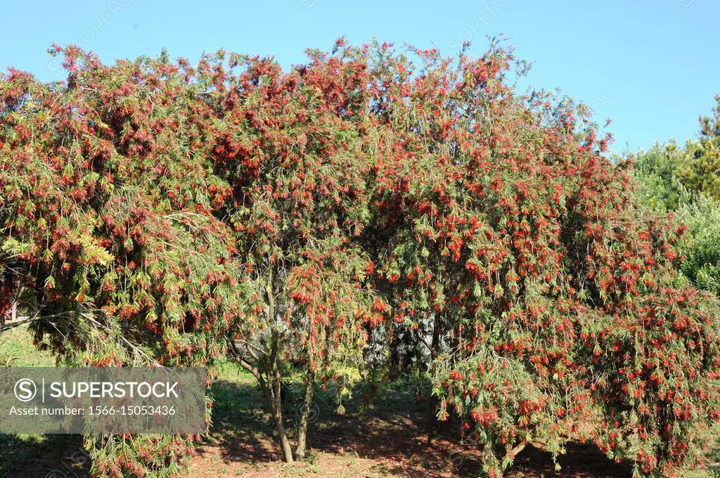 Weeping bottlebrush (Callistemon viminalis or Melaleuca viminalis) is an ornamental shrub endemic to western Australia.