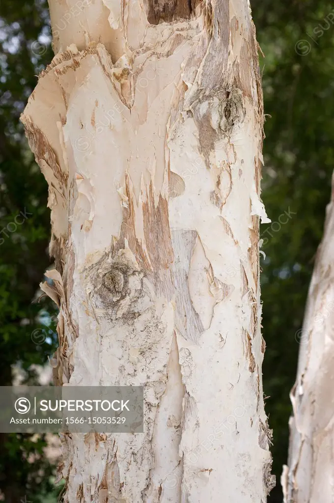 Prickly paperbark (Melaleuca styphelioides) is a tree native to Australia. Bark detail.