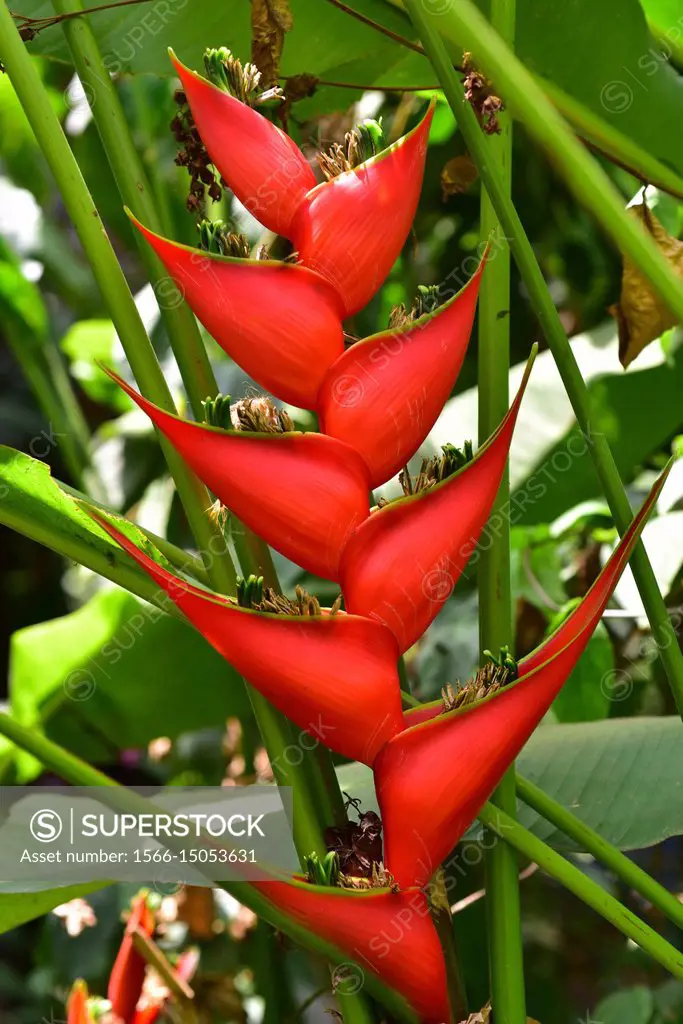 Red palulu (Heliconia bihai) is an ornamental plant native to South America and West Indies. Inflorescence detail.