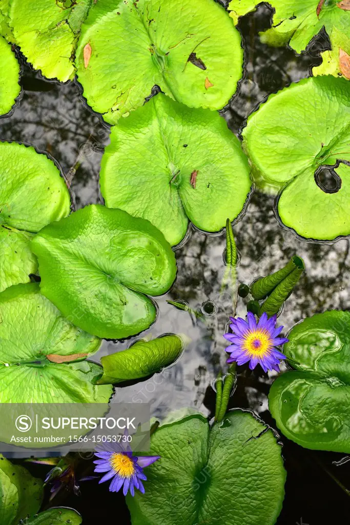 Nymphaea caerulea (Egyptian Blue Water Lily)