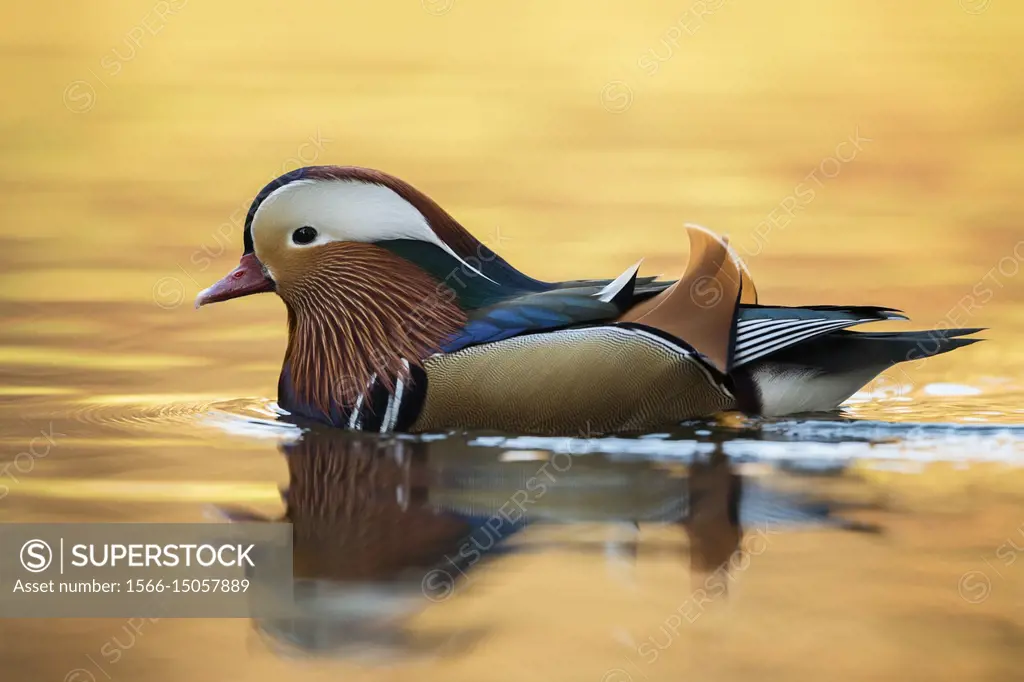 Mandarin Duck ( Aix galericulata ), colourful drake in breeding dress, swimming on golden shimmering water, side view, wildlife, Europe.