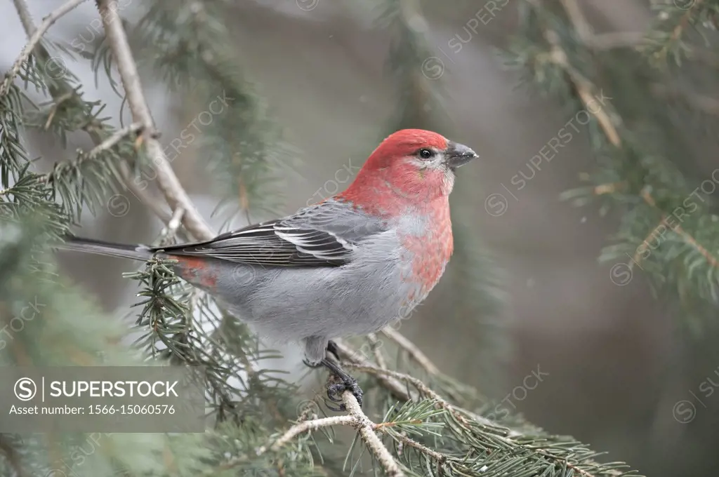 Pine Grosbeak (Pinicola enucleator), red coloured male, in winter, perched on a branch of a conifer, Montana, USA.