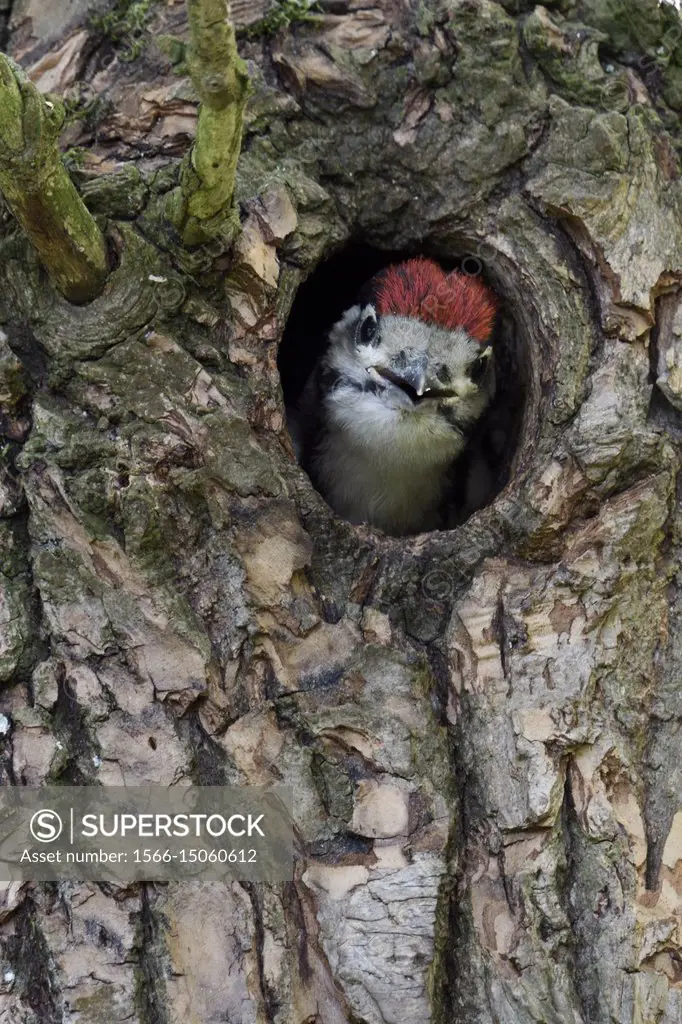 Greater / Great Spotted Woodpecker / ( Dendrocopos major ), juvenile, chick, watching out of nest hole, wildlife, Europe.
