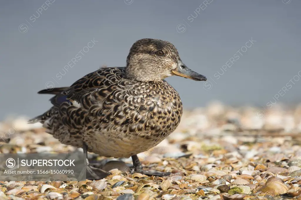 Teal ( Anas crecca ), female, smallest duck in Europe, in its breeding dress, standing on a mussel bank in wadden sea, wildlife, Europe.