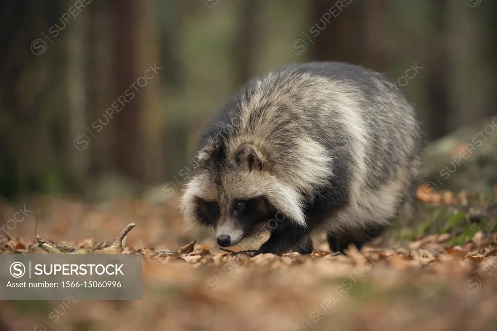Raccoon dog (Nyctereutes procyonoides), walking through dry leaves, with its nose on the ground, invasive species, excellent olfaction, Germany, Europ...