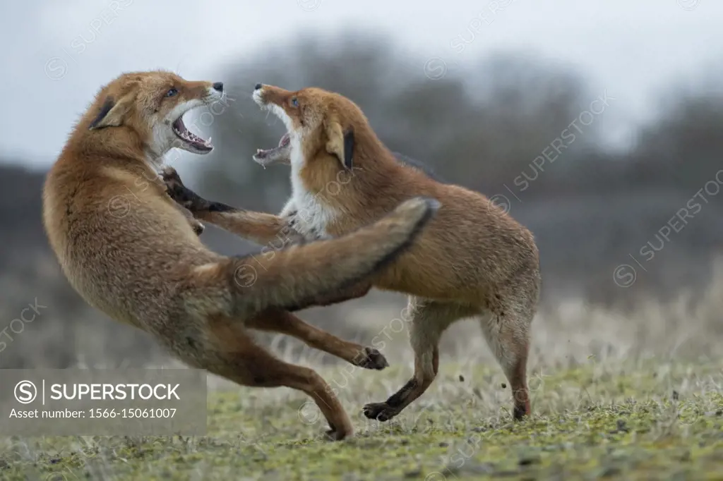 Red Foxes ( Vulpes vulpes ), two adults, in agressive fight, fighting, threatening with wide open jaws, attacking each other, wildlife, Europe.