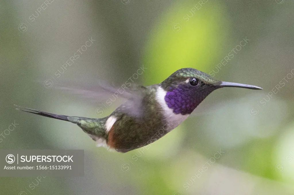 Purple-Throated Woodstar Hummingbird male flying (Calliphlox mitchelii). Ecuador.