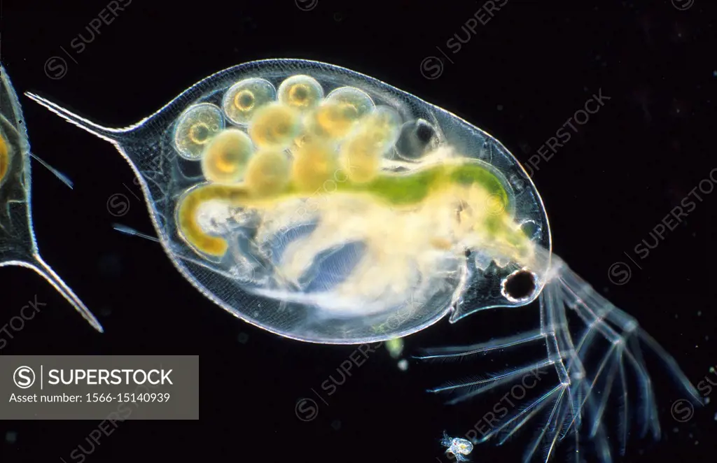Daphnia pulex. Water flea with eggs. Copepod. Crustacean. Invertebrate. Optic microscopy.
