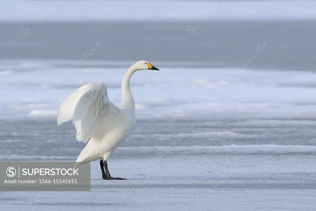 Bewick´s Swan ( Cygnus columbianus bewickii ), one adult, wings up, on a frozen lake in winter, rare winter guest, wildlife, Europe. .