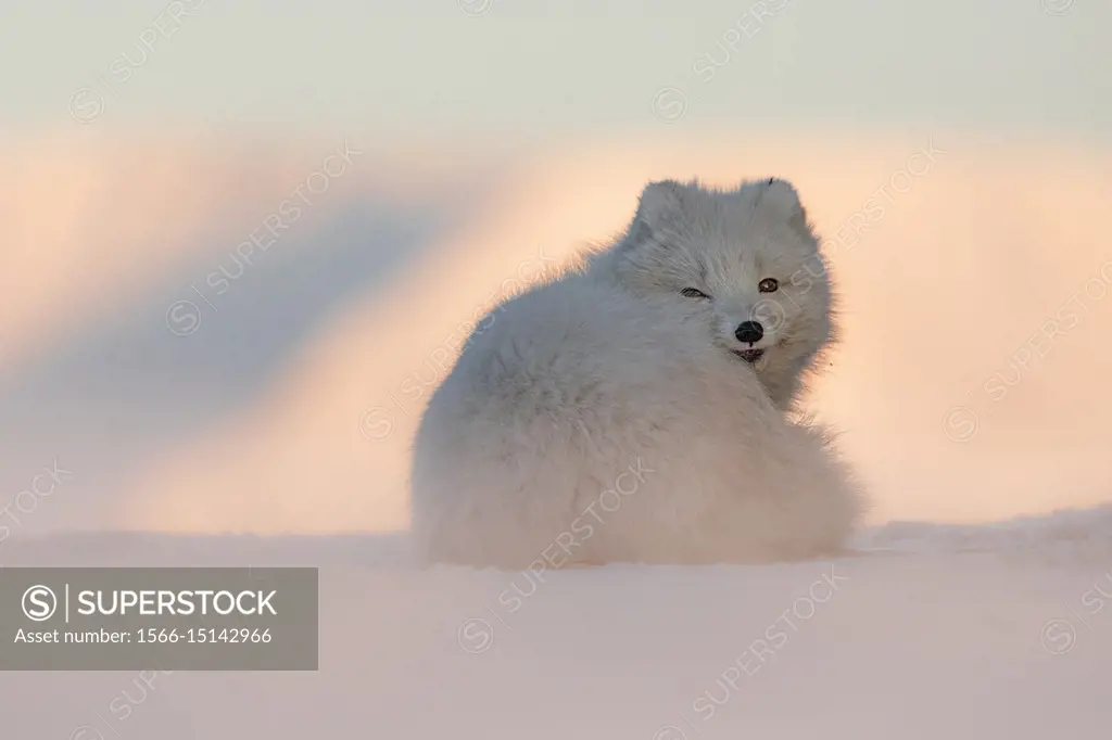 Arctic fox (Alopex lagopus), Billenfjorden, Pyramiden, Spitsbergen, Svalbard, Norway.