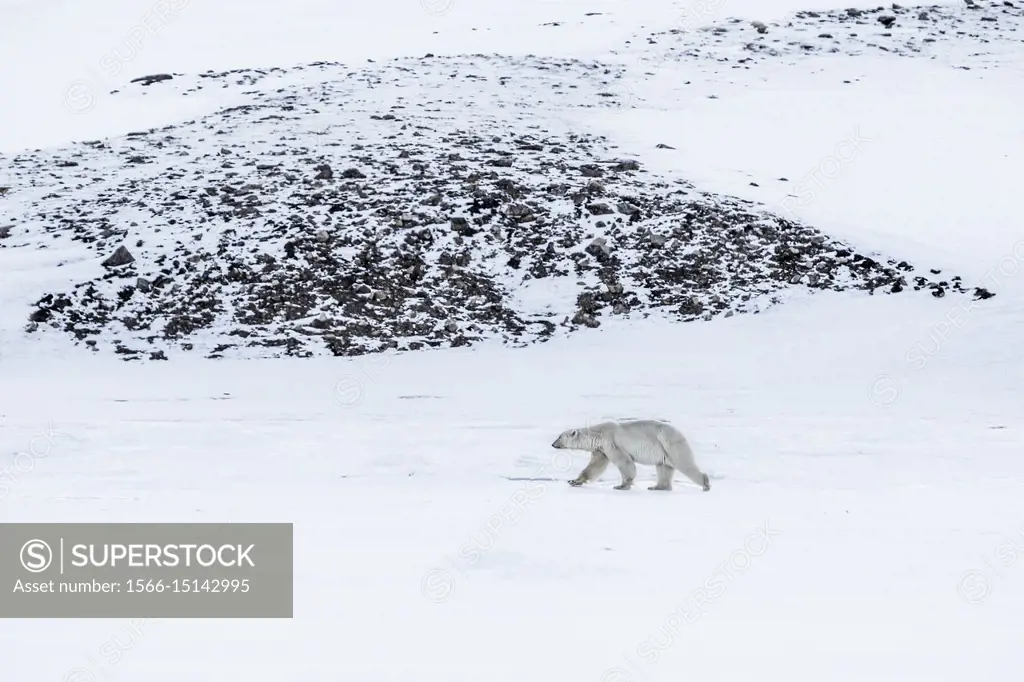 Polar bear in Billefjorden, Western Spitsbergen, Svalbard.