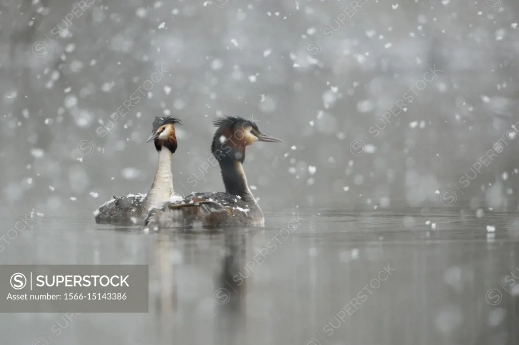 Great Crested Grebe ( Podiceps cristatus ), swimming pair, courting in falling snow, late onset of winter, snowfall, snowflakes, wildlife, Europe.
