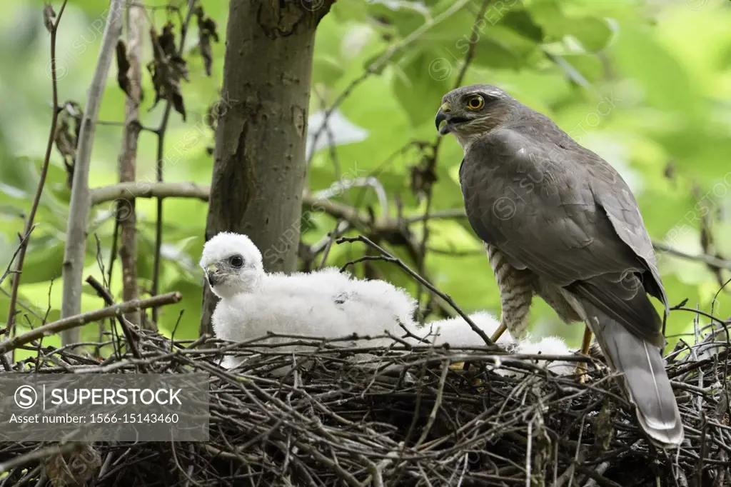 Eurasian Sparrowhawk ( Accipiter nisus ), adult female, perched with prey on the edge of its nest, with young chick, calling, wildlife, Europe.