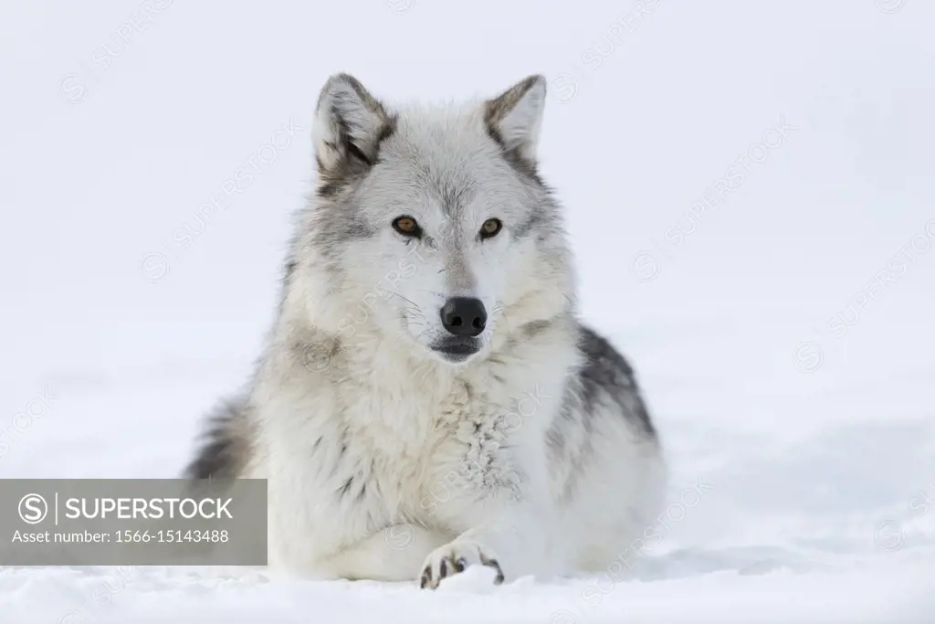 Gray Wolf (Canis lupus) in winter, lying, resting in snow, amber coloured eyes, watching attentively, looks cute, Yellowstone area, Montana, USA.