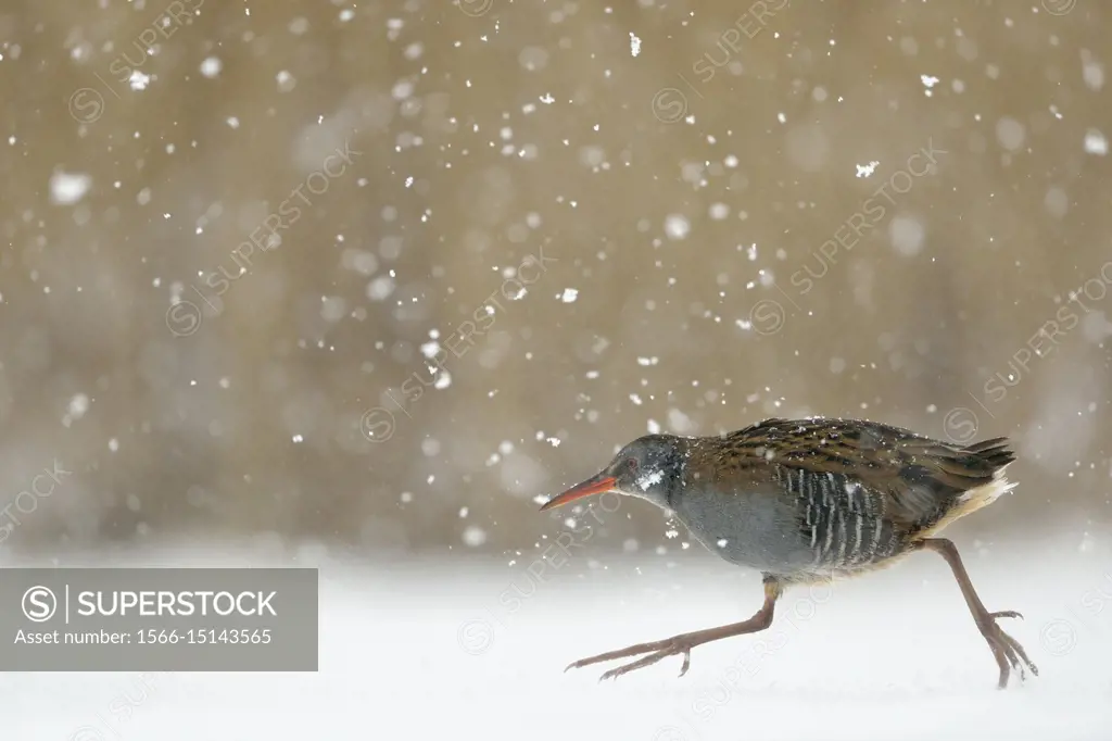 Water Rail ( Rallus aquaticus ) hurries over frozen covered through heavy snowfall, wildlife, Europe.