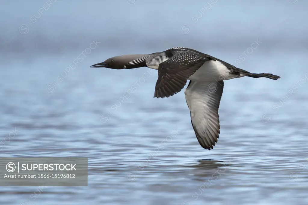 Black-throated Loon / Arctic Loon ( Gavia arctica ), in flight, flying close above water surface, side view, wildlife, Sweden.