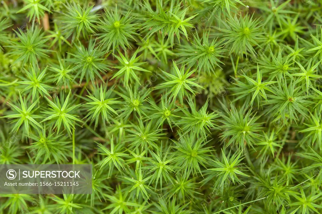 Bank Hairca moss (Polytrichastrum formosum) in woodland on the Mendip Hills, Somerset, England.