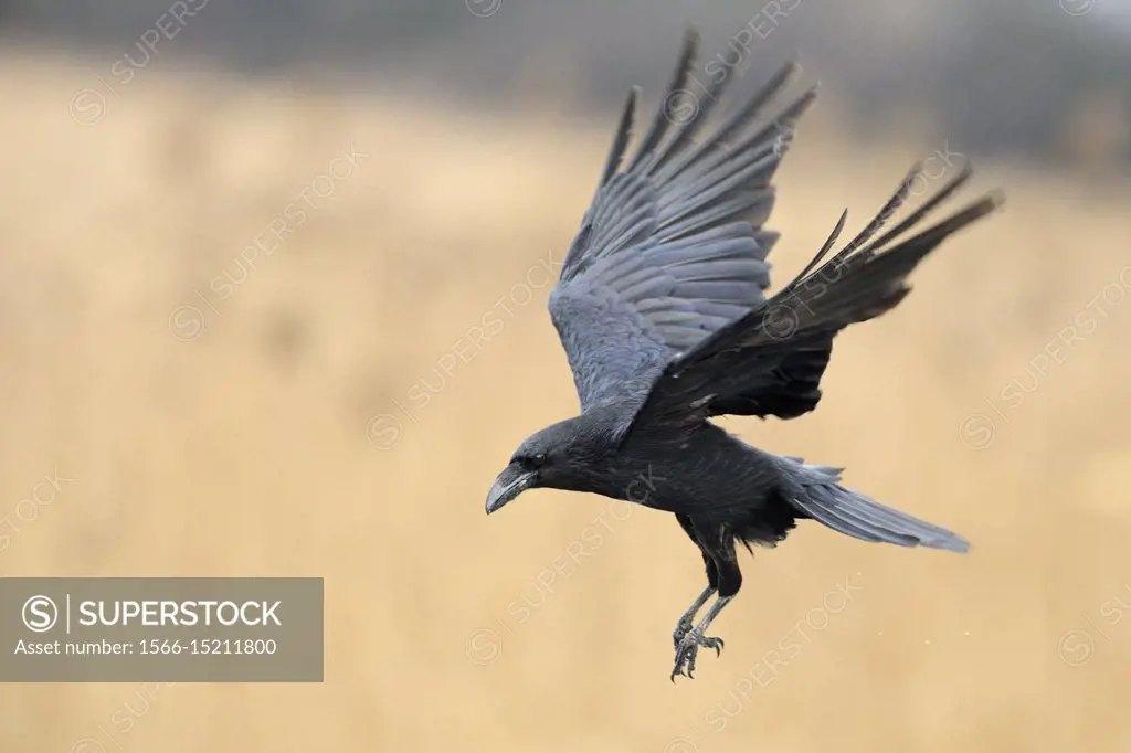 Common Raven ( Corvus corax ) flying in, surrounded by golden colored reed, wildlife, Europe.