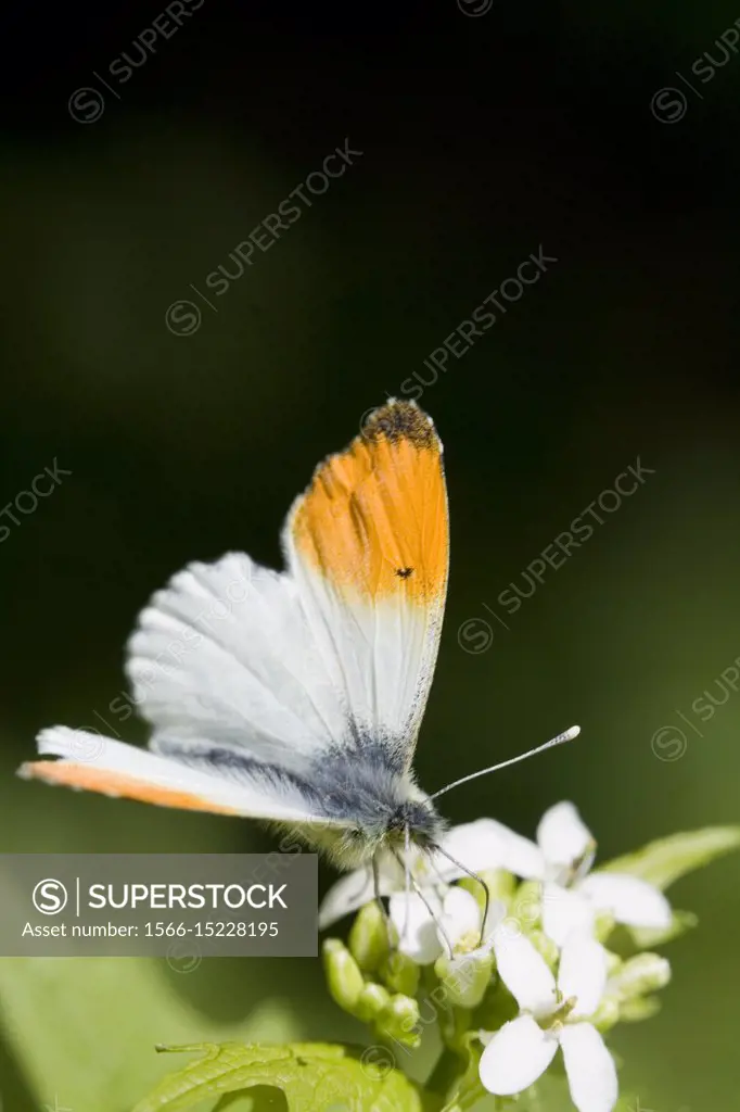 Orange-tip Butterfly, Anthocharis cardamines on Garlic Mustard, Alliaria petiolata.
