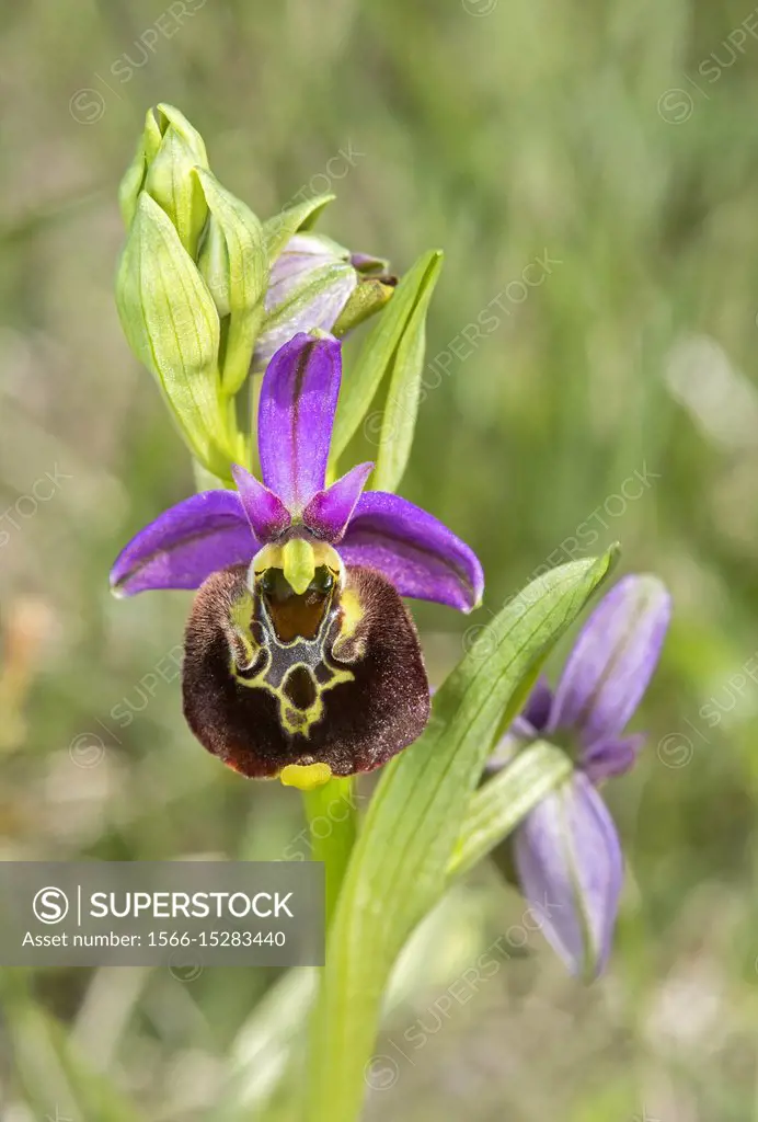 Flower of the terrestrial Early spider orchid (Ophrys fuciflora), Switzerland.