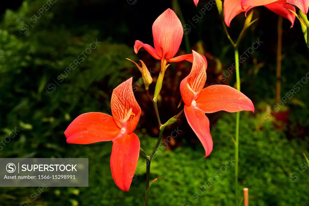 Pride of Table Mountain or red disa (Disa uniflora) is an orchid native to South Africa.