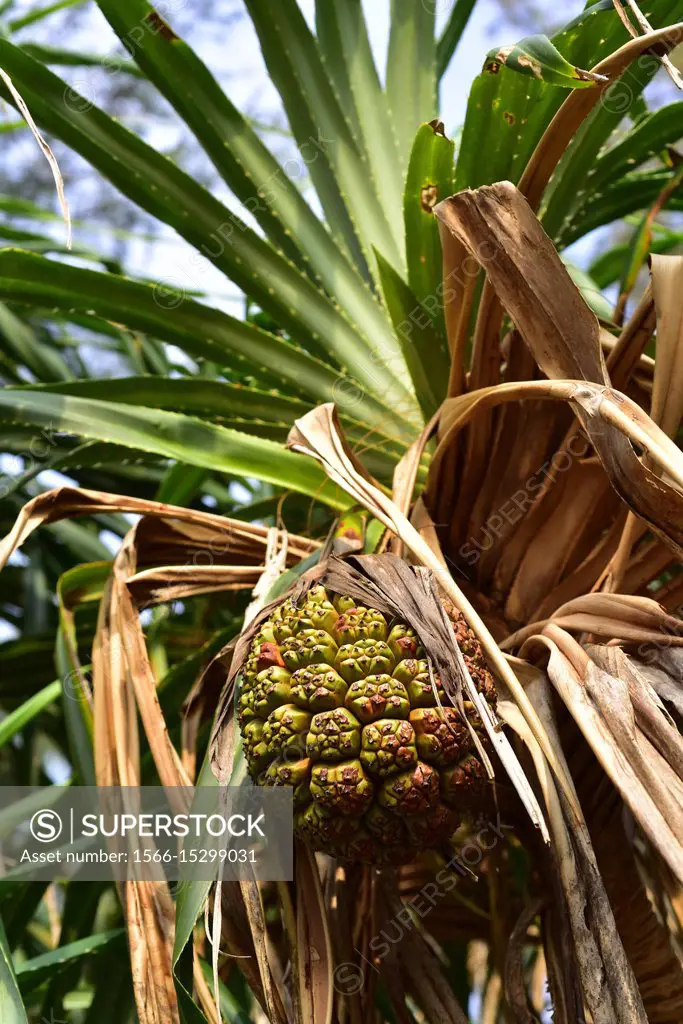 Screwpine (Pandanus utilis) is a shrub native to Madagascar but naturalized in others tropical regions. Its fruits are edible and its leaves are used ...