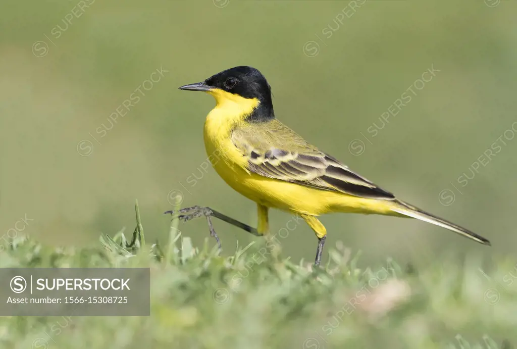 Africa, Ethiopia, Rift Valley, Ziway lake, . Yellow Wagtail (Motacilla flava feldegg), on the ground, hunting insects.