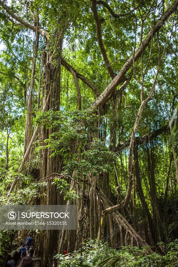 Sacred monkey forest sanctuary, Padangtegal, Ubud, Bali .
