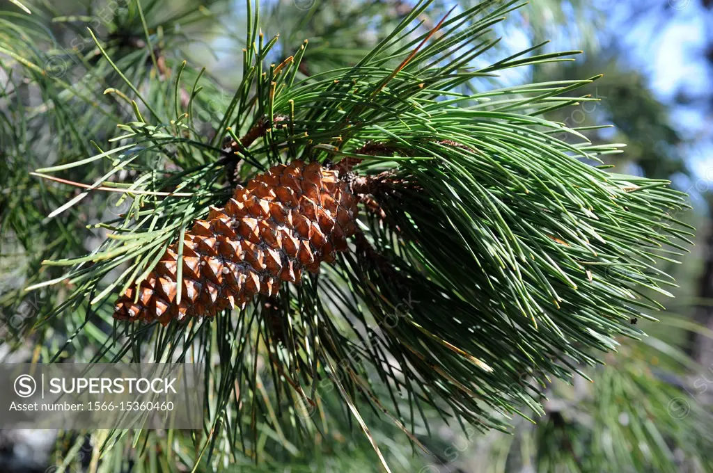 Pyreneean pine (Pinus nigra salzmannii) is a coniferous tree native to Spain, southern France and north Africa. Cones and leaves detail. This photo wa...