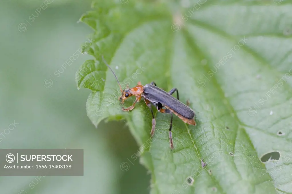 Soldier Beetle, Cantharis livida. 10-13mm beetle. Red and black soldier beetle with front pair legs red. Phytophagous and predacious species preying o...
