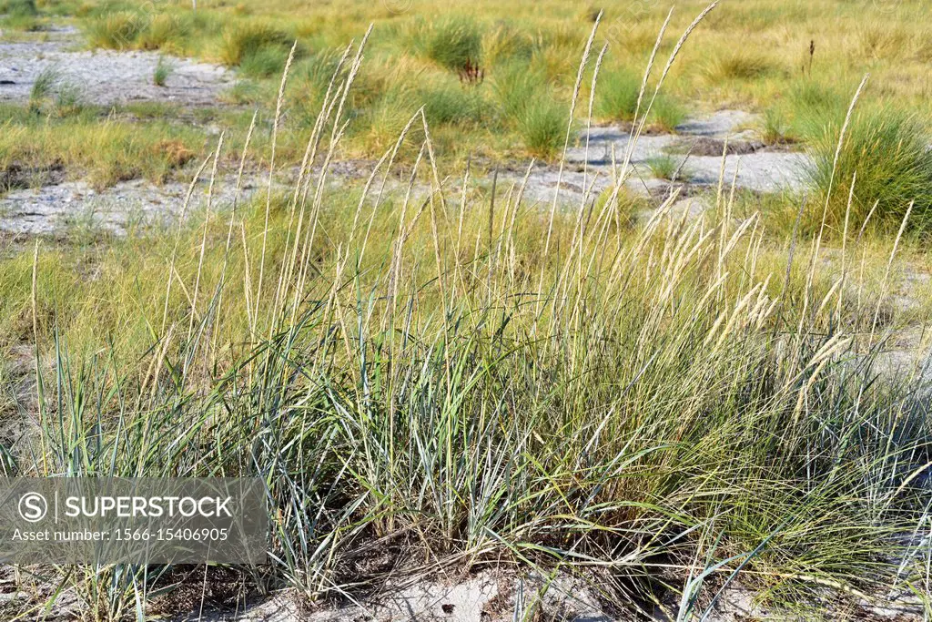Blue lyme grass or sea lyme grass (Leymus arenarius or Elymus arenarius) is a perennial herb native to west north Europe. Back Ammophila arenaria. Thi...
