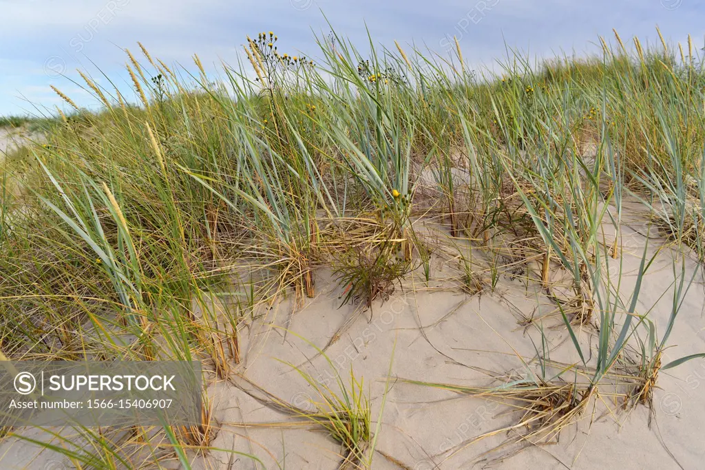 Blue lyme grass or sea lyme grass (Leymus arenarius or Elymus arenarius) is a perennial herb native to west north Europe. Back Hieracium umbellatum. T...