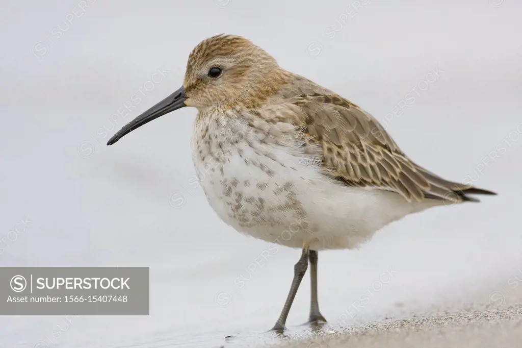 Dunlin (Calidris alpina), first winter individual standing on the shore.