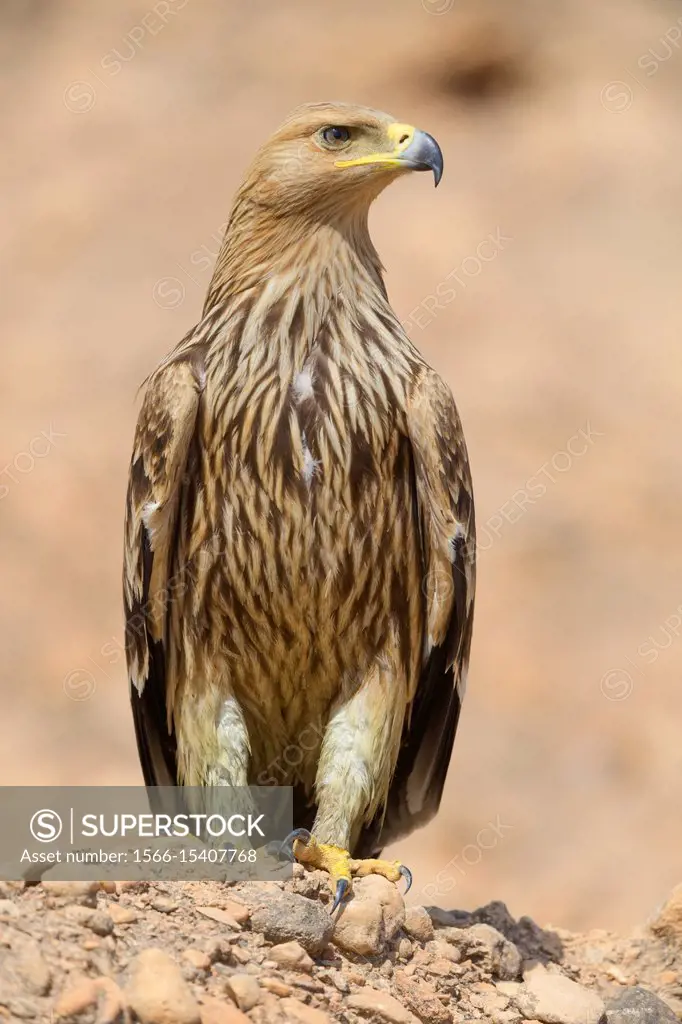 Eastern Imperial Eagle, Juvenile standing on the ground, Salalah, Dhofar, Oman (Aquila heliaca).
