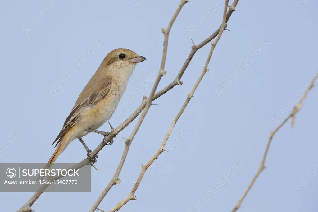 Isabelline Shrike, perched on a branch, Sur, Muscat Governatorate, Oman (Lanius isabellinus).